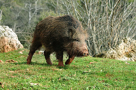 porc senglar de Toloriu